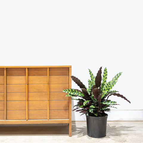 Calathea Rattlesnake XL