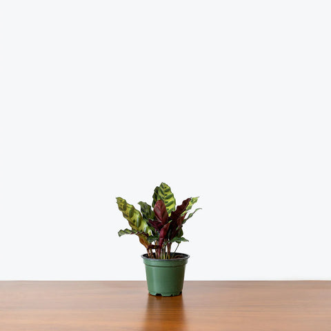 Calathea Rattlesnake