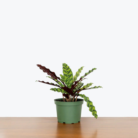 Calathea Rattlesnake