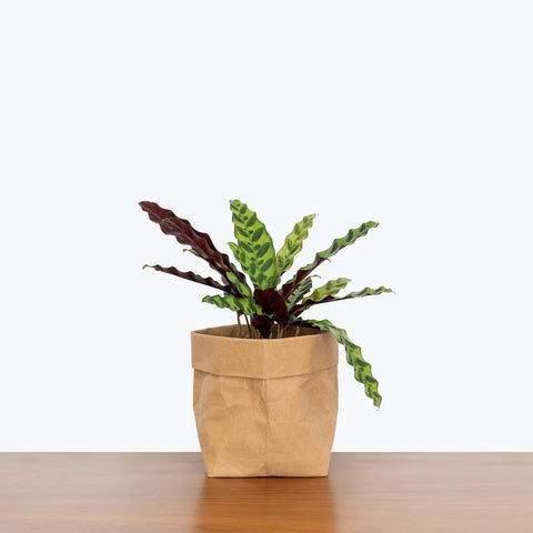 Calathea Rattlesnake