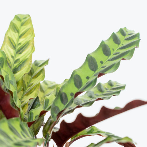 Calathea Rattlesnake