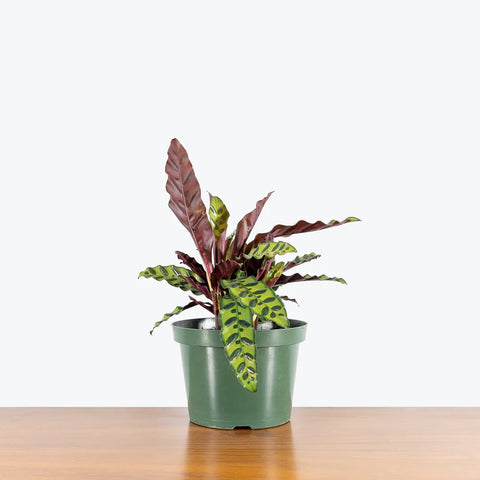 Calathea Rattlesnake