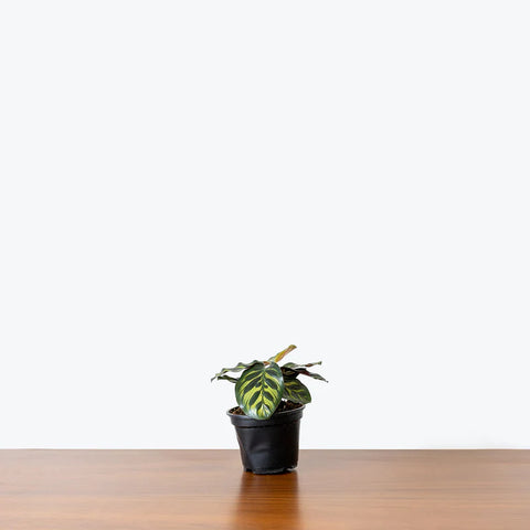 Calathea Makoyana