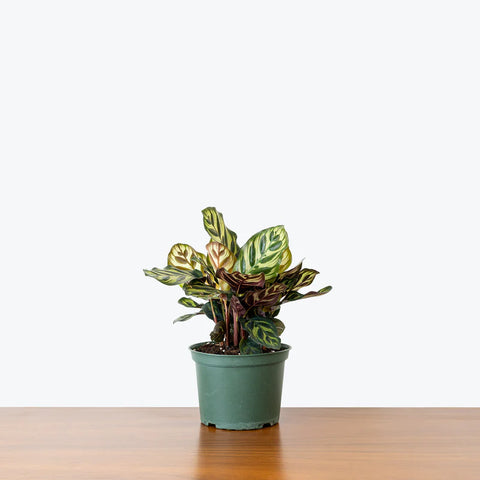 Calathea Makoyana