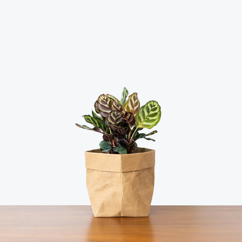 Calathea Makoyana