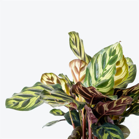 Calathea Makoyana XL