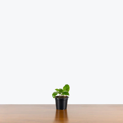 Calathea Musiaca