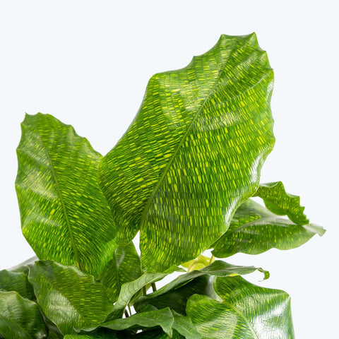 Calathea Musiaca