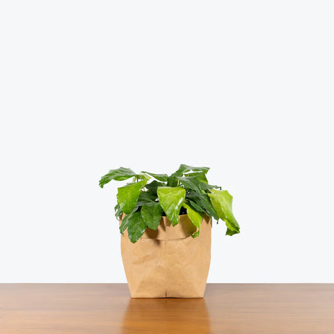 Calathea Musiaca