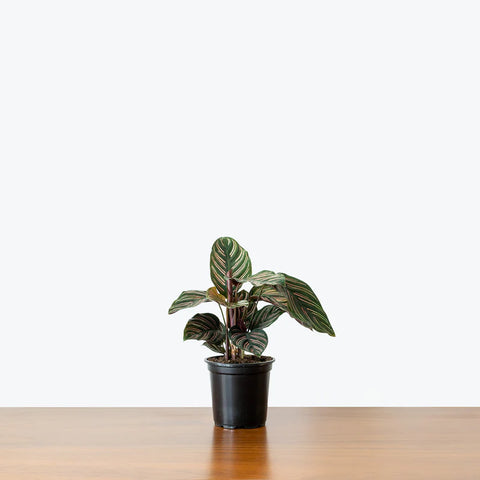 Calathea Pinstripe