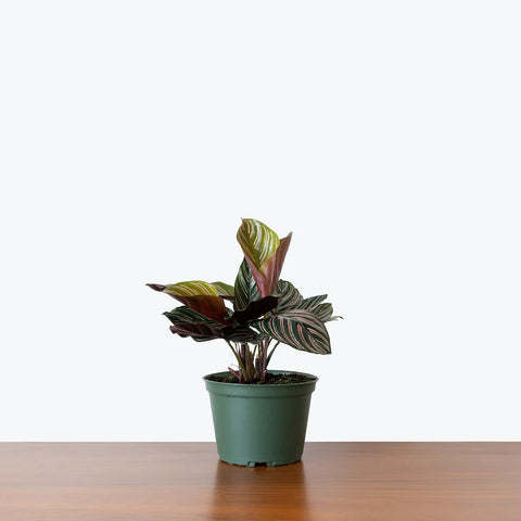 Calathea Pinstripe