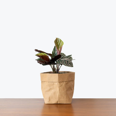 Calathea Pinstripe