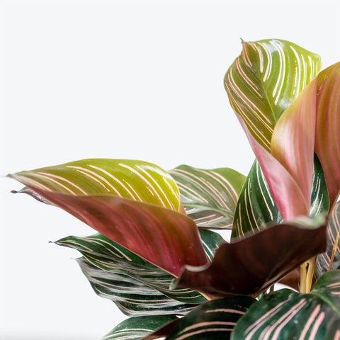 Calathea Pinstripe