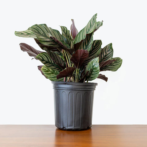 Calathea Pinstripe