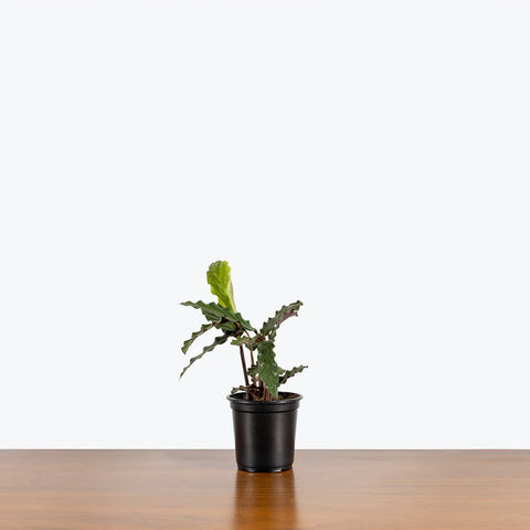 Calathea Rufibarba