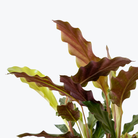 Calathea Rufibarba