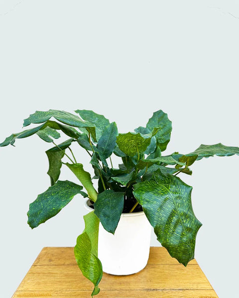Calathea Musiaca