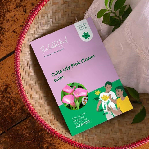 Calla Lily Pink