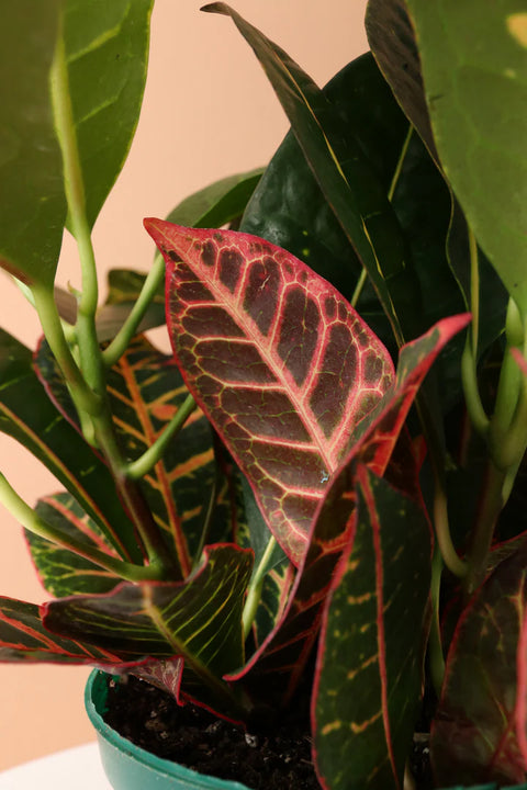 Croton Petra