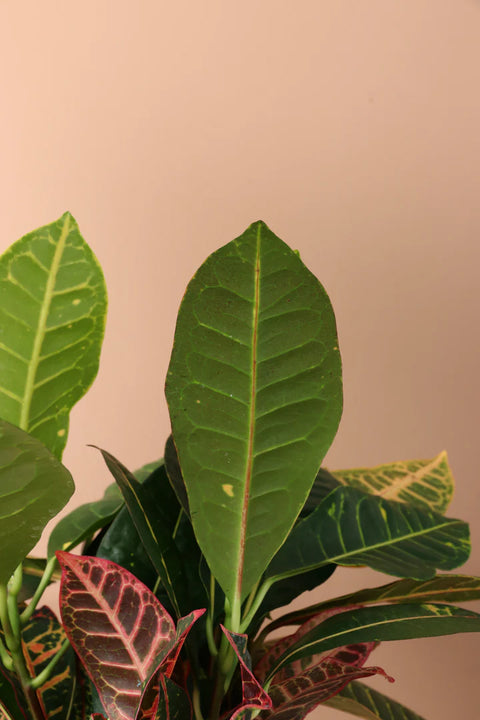 Croton Petra