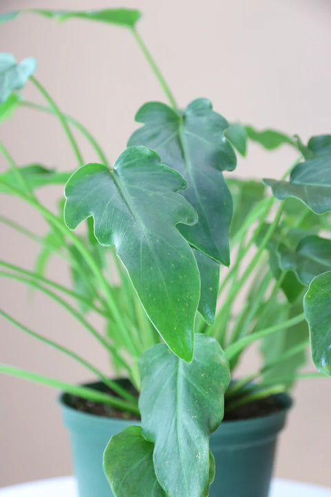 Philodendron Xanadu Green