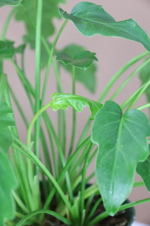 Philodendron Xanadu Green