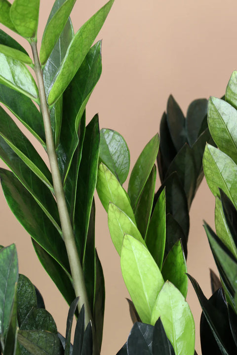 Zamioculcas Zamiifolia - Raven XL