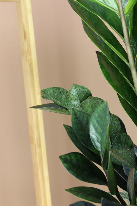 Zamioculcas Zamiifolia - Raven XL