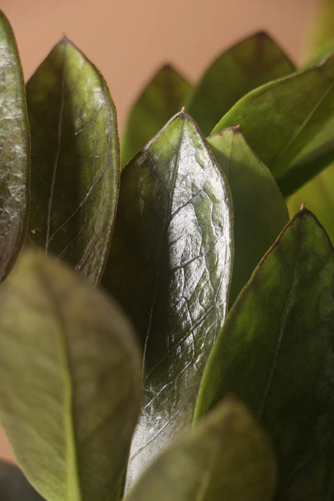 Zamioculcas Zamiifolia - Raven XL