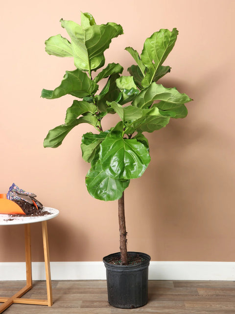 Fiddle Leaf Fig