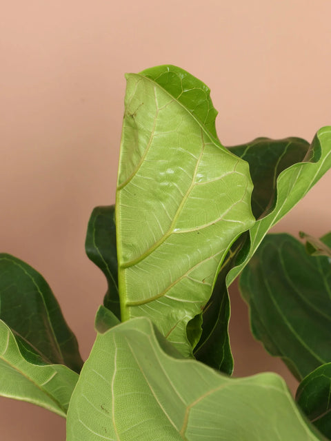Fiddle Leaf Fig