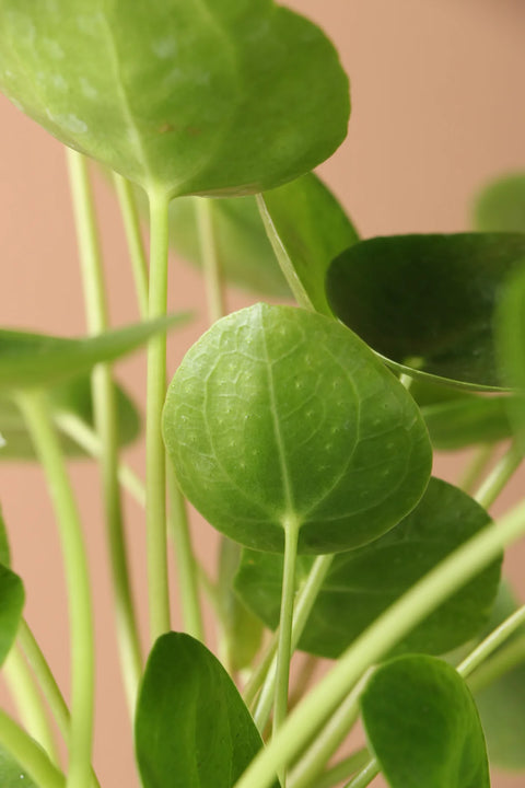 Pilea Peperomioides