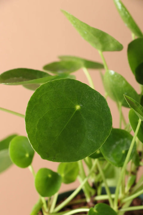 Pilea Peperomioides