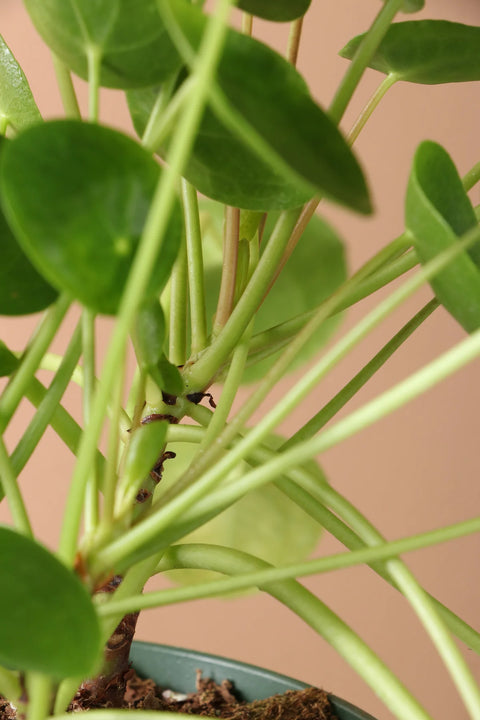 Pilea Peperomioides
