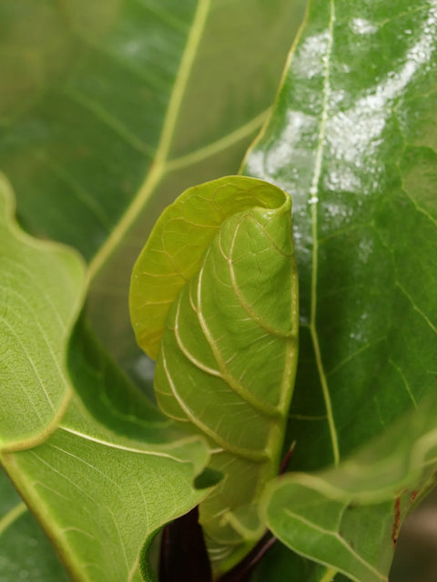 Fiddle Leaf Fig