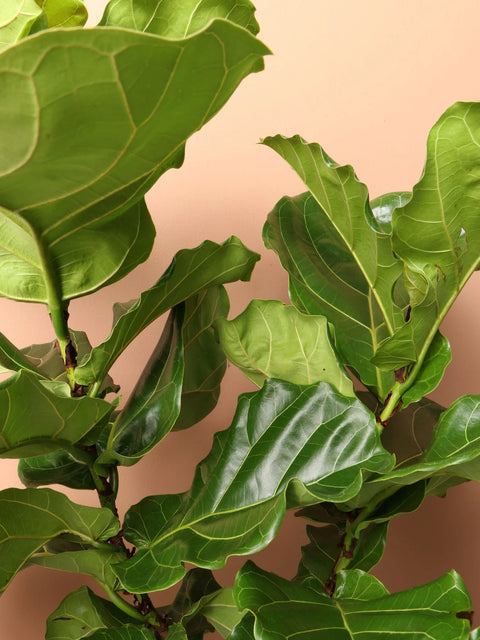 Fiddle Leaf Fig