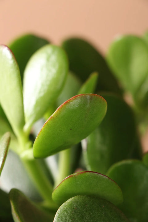 Crassula Ovata