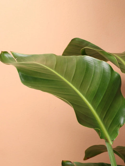 Bird of Paradise - Orange Reginae XL