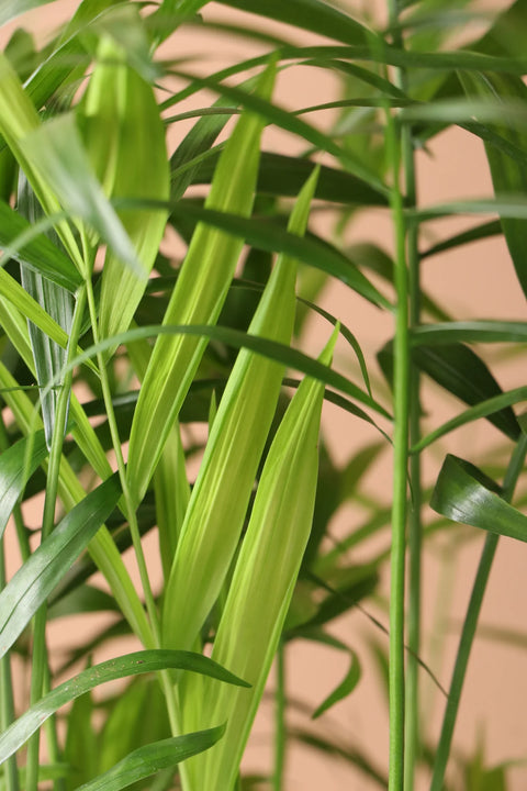 Parlour Palm
