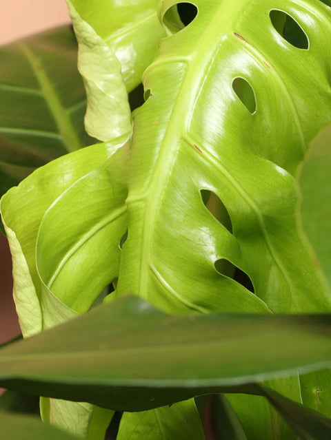 Monstera Deliciosa