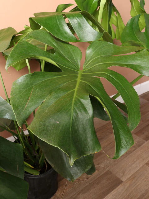 Monstera Deliciosa