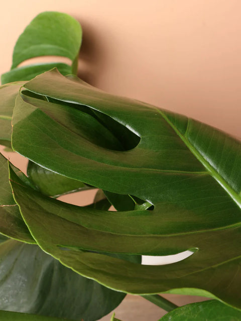 Monstera Deliciosa