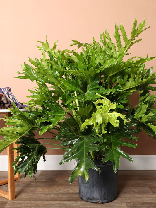 Philodendron Selloum Green