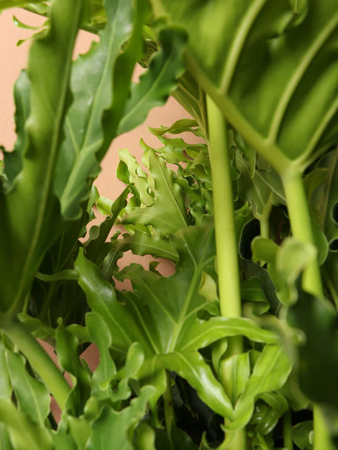 Philodendron Selloum Green