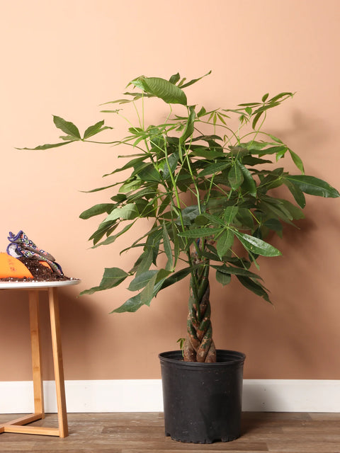 Money Tree