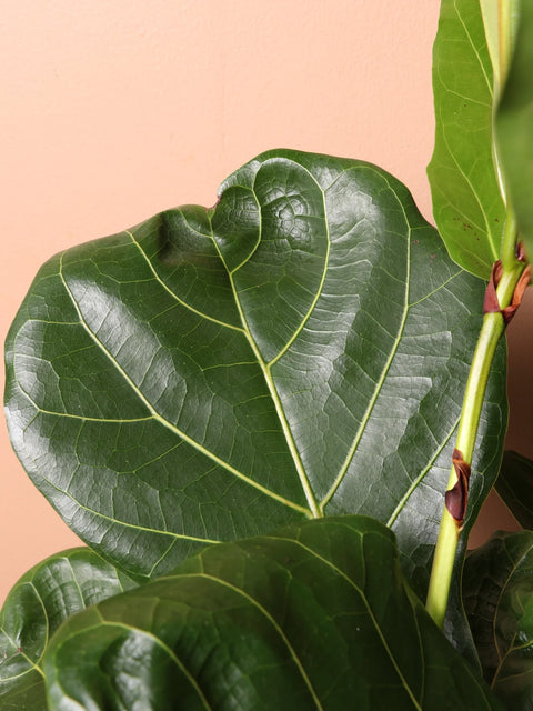 Fiddle Leaf Fig