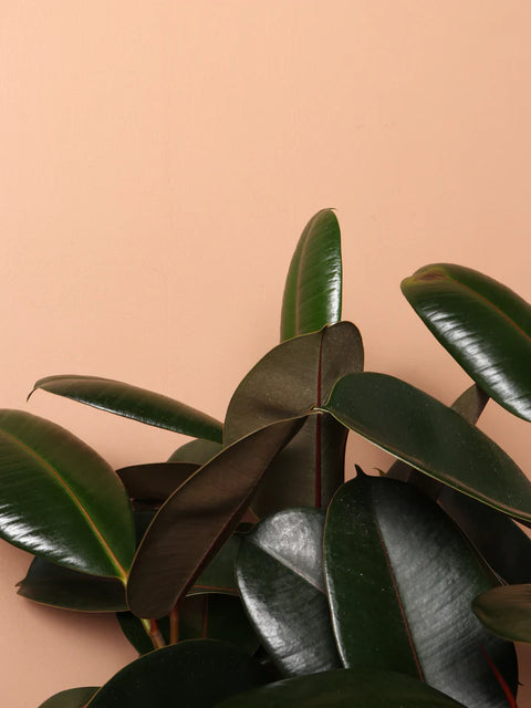 Rubber Plant