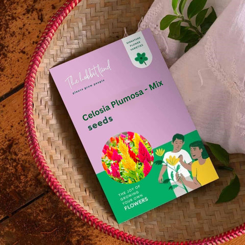 Celosia Plumosa - Mix