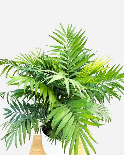 Parlour Palm