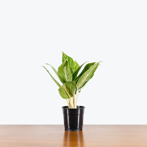 Aglaonema Commutatum - Golden Madonna